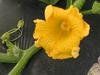 Cucurbita maxima Mammoth gold; fleurs-F