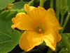 Cucurbita maxima Mammoth gold; fleurs-M