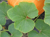 Cucurbita maxima Mammoth gold; feuilles