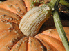 Cucurbita maxima Atlantic giant; pedoncules