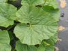 Cucurbita maxima Atlantic giant; feuilles