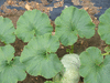 Cucurbita maxima Potiron tri star; feuilles