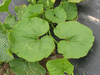 Cucurbita maxima Jarrahdale; feuilles