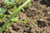 Cucurbita maxima Jarrahdale; vrilles