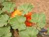 Cucurbita maxima Potiron rouge vif d'Etampes; feuilles