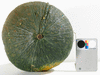 Cucurbita maxima Verruqueux du Portugal; ombilics