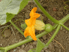 Cucurbita maxima F1 Lumina; fleurs-F