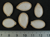 Cucurbita maxima F1 Lumina; graines
