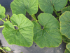 Cucurbita maxima F1 Lumina; feuilles