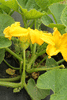 Cucurbita maxima F1 Lumina; fleurs-M