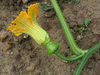 Cucurbita maxima Queensland blue; fleurs-F