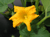 Cucurbita maxima Queensland blue; fleurs-M