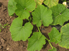 Cucurbita maxima Queensland blue; feuilles