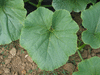 Cucurbita maxima Bleu de Hongrie; feuilles