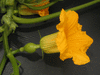 Cucurbita maxima New england blue hubbard; fleurs-F