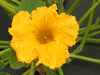 Cucurbita maxima New england blue hubbard; fleurs-M