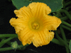 Cucurbita maxima Giraumon turban; fleurs-M