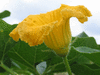 Cucurbita maxima Giraumon turban; fleurs-M