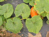 Cucurbita maxima Giraumon turban; feuilles