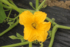 Cucurbita maxima Giraumon turban; fleurs-F