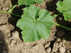 Cucurbita maxima Potimarron green delicious; feuilles