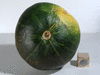 Cucurbita maxima Vert d'Espagne; ombilics