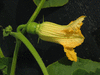 Cucurbita maxima Burgess strain buttercup; fleurs-F