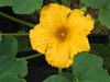 Cucurbita maxima Burgess strain buttercup; fleurs-M