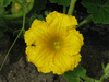 Cucurbita maxima F1 tasty delite; fleurs-M