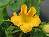 Cucurbita maxima Potiron blue ballet; fleurs-M