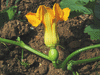 Cucurbita maxima F1 Potiron casper; fleurs-F