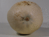 Cucurbita maxima F1 Potiron casper; ombilics