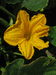 Cucurbita maxima F1 Potiron casper; fleurs-M