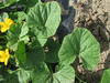 Cucurbita maxima F1 Potiron casper; feuilles