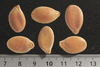 Cucurbita maxima F1 Potiron casper; graines