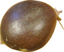 Cucurbita maxima Courge olive; fruits