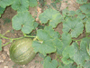 Cucurbita maxima Courge olive; feuilles