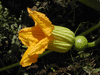 Cucurbita maxima Zapallo macre; fleurs-F