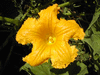 Cucurbita maxima Zapallo macre; fleurs-M