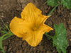 Cucurbita maxima Zapallo macre; fleurs-F