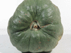 Cucurbita maxima Zapallo macre; ombilics