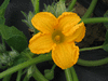 Cucurbita maxima Citron fourrager; fleurs-M