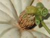 Cucurbita maxima Valenciano; pedoncules