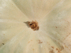 Cucurbita maxima Valenciano; ombilics