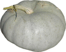 Cucurbita maxima Krupnoplodnaya; fruits