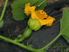 Cucurbita maxima Courge du Pérou; fleurs-F