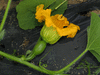 Cucurbita maxima Courge du Prou; fleurs-F