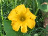 Cucurbita maxima Courge du Pérou; fleurs-M
