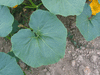Cucurbita maxima Courge du Pérou; feuilles