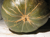 Cucurbita maxima Courge du Prou; ombilics